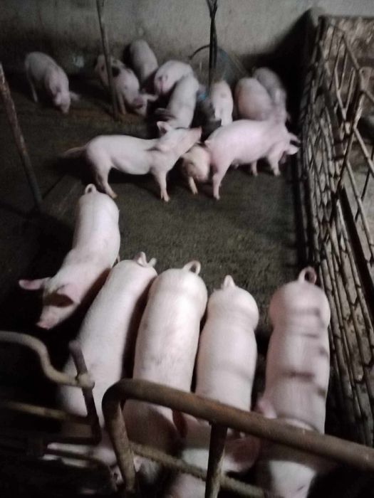 Прасенца……………………………..