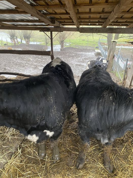 Tauras si vitea.   .