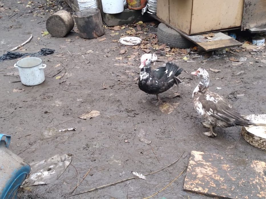 Продам индоуток разных