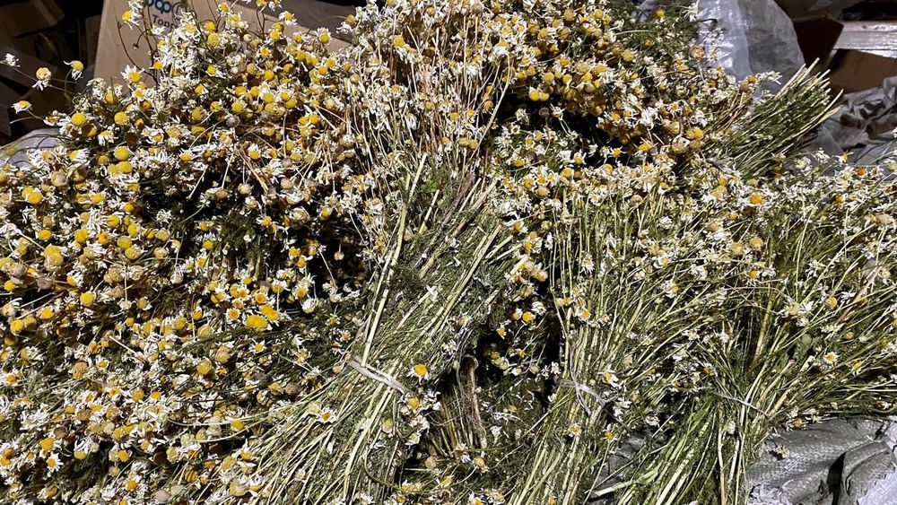 Лечебная травы. Горный.