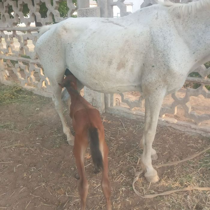 Srochne! Otlar sotiladi.