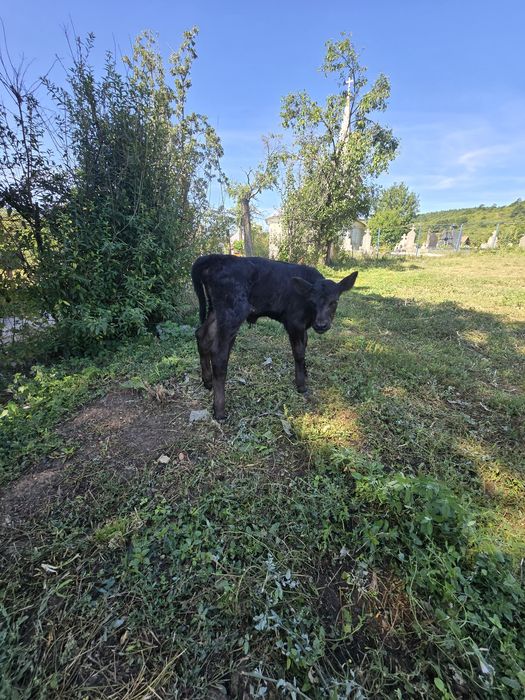 Vând vițeauă angus