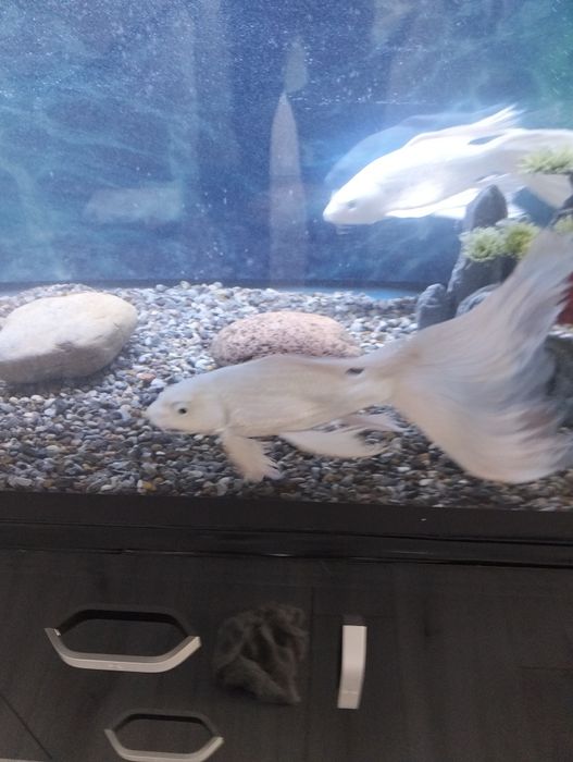 Продам рыбок для аквариума