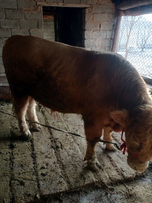 Бұқа сатылады семіз