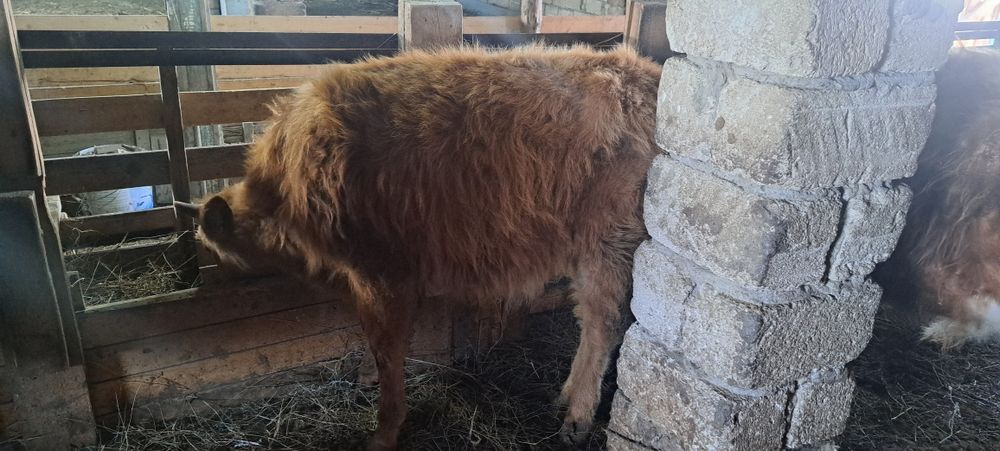 4 бас еркек баспақ сатылады