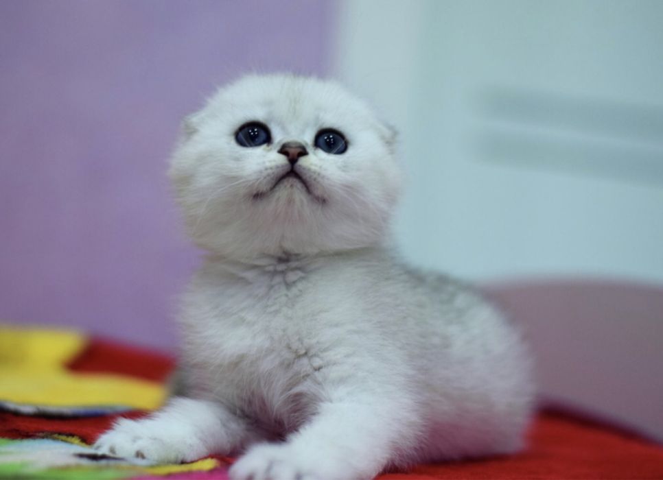 Котята плюшевые шиншилята