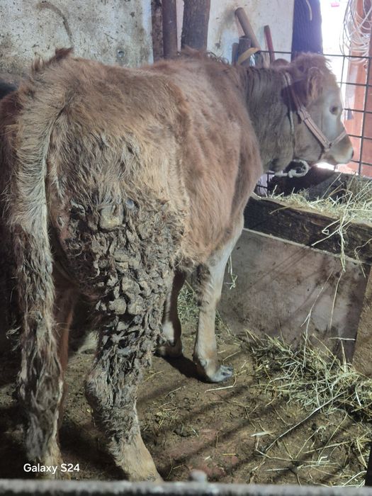 De vânzare vitica de 7 luni