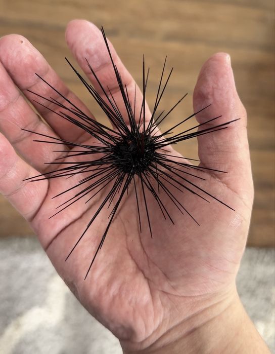 кораллы и морская рыба