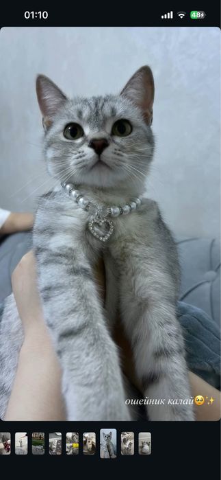 Шотландская кошка
