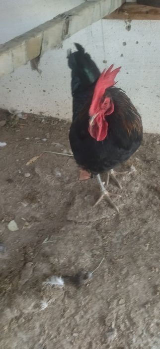 Xoʻroz urushqoq 8 oylik