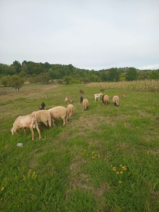 Vând oi lot complet – 1 berbec, 4 oi și 2 mieluțe
