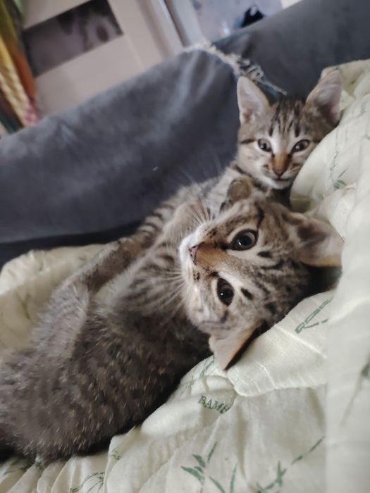 Кошки отдам бесплатно