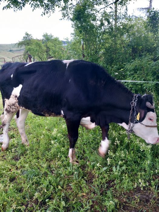 Vând vițeauă de 1 an jumate