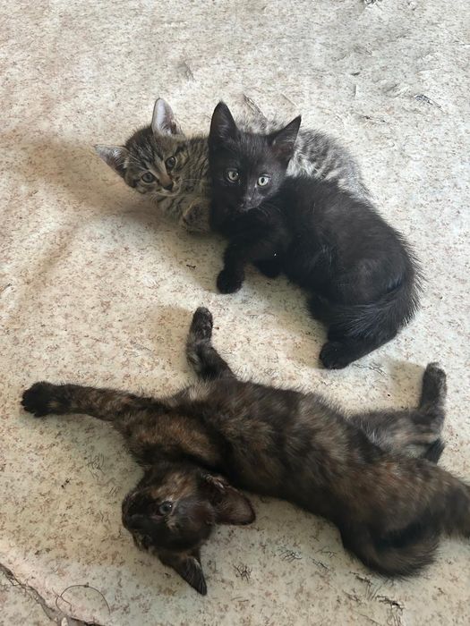 Котята тайские..