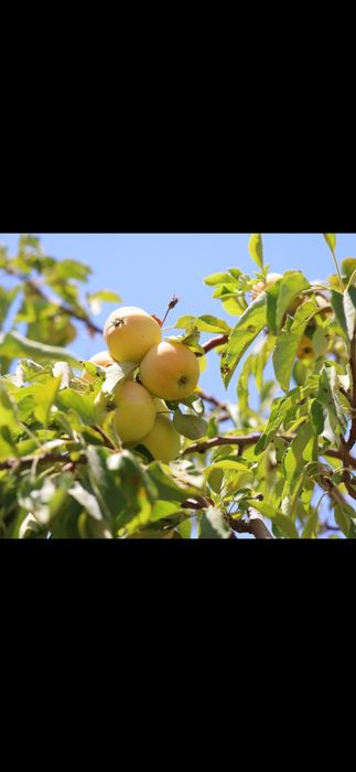 Яблока отличного сорта