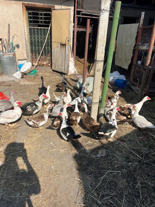 Несушки красные индоутки утки