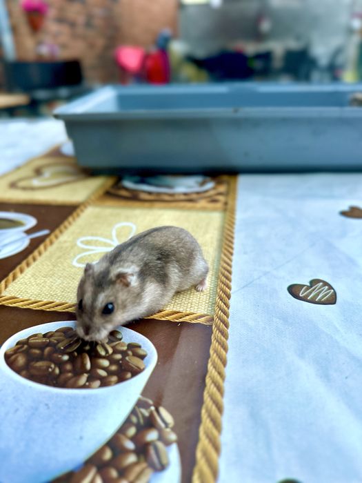 Hamster sau hamsteri