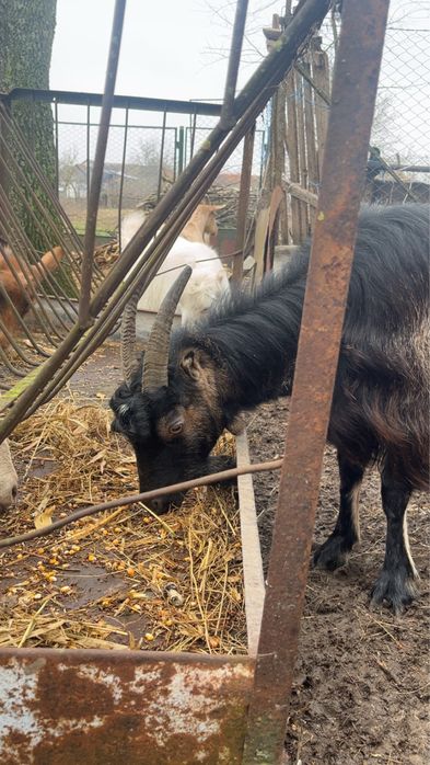 Vând capre de vânzare toate de a făta și un țap