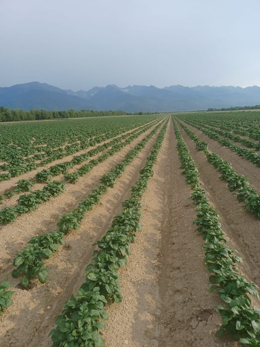 Cartofi samanta, din elita Riviera Arizona Belarossa Esmee