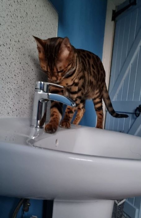 Продам бенгальскую кошку