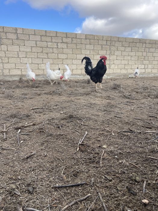 Қара әтеш сатырпды