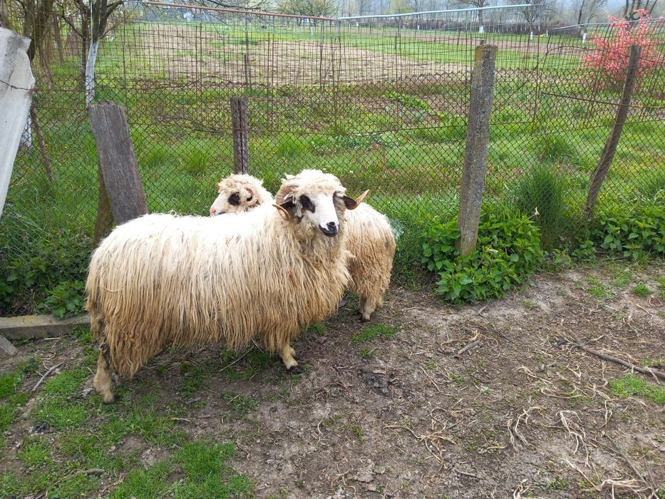 Vand doi berbecuti oachesi