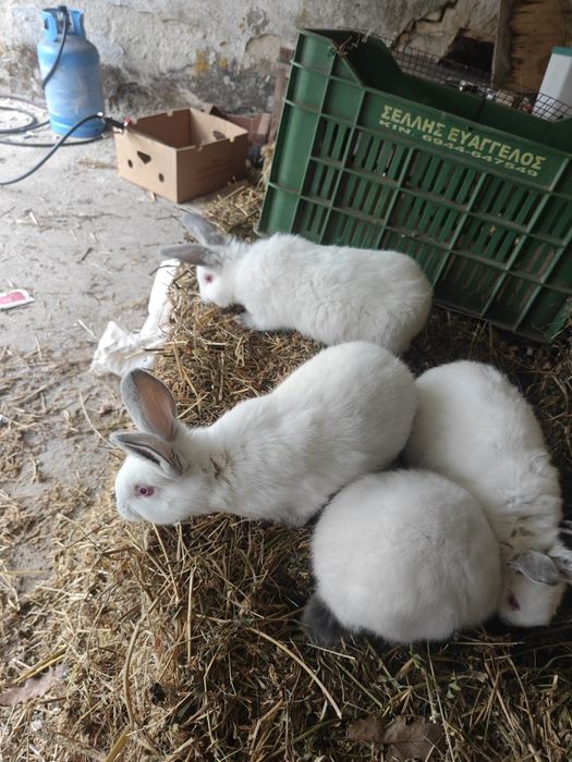 Калифорнийски зайци,пеперуда и други