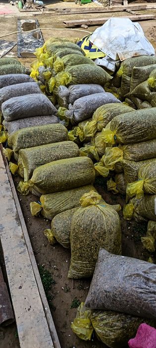 Силос сотилади донли сифати зор