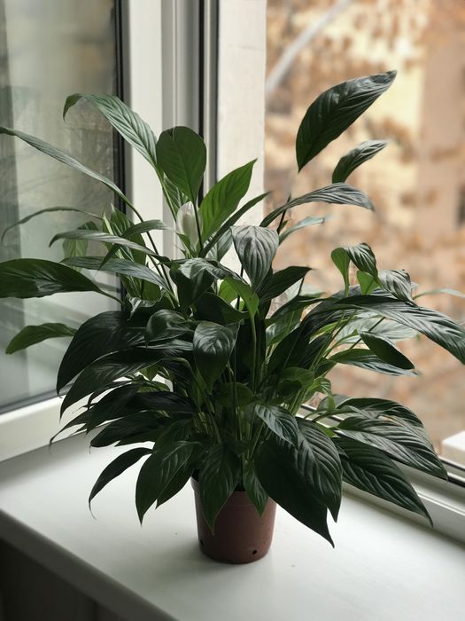 Комнатные цветы для чистого воздуха