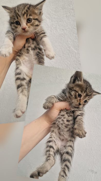 Котята 1.5 месяца