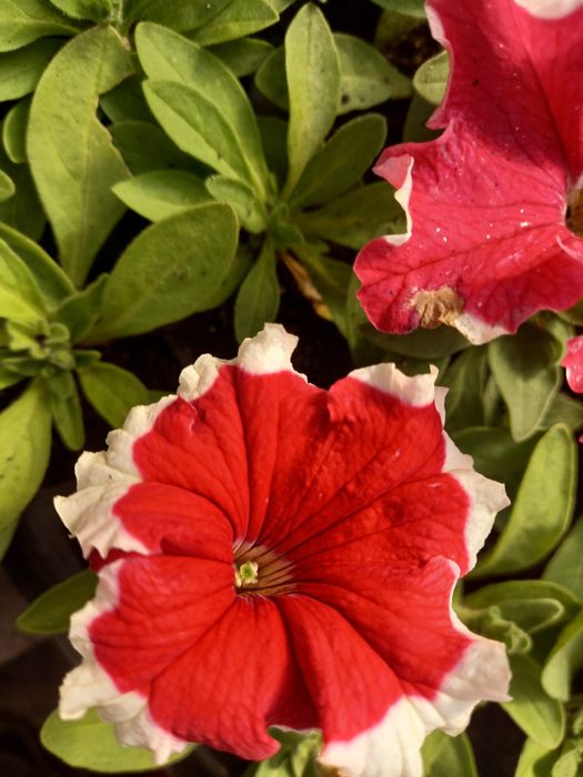 Продам качественную рассаду