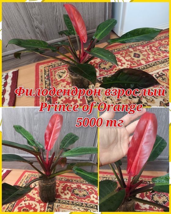 Филодендроны, фикусы