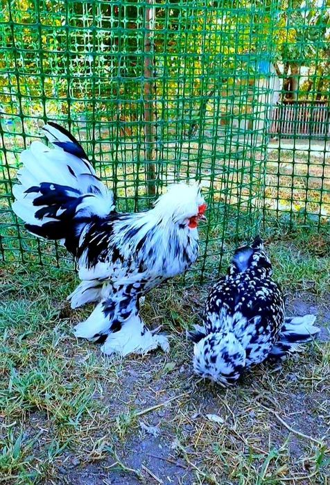 Султанка Тек балапандары 3-ай