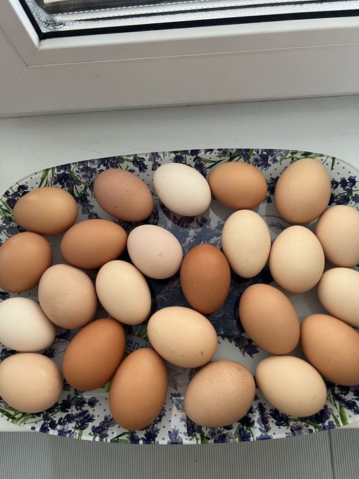 Домашние яйца Зачаганск