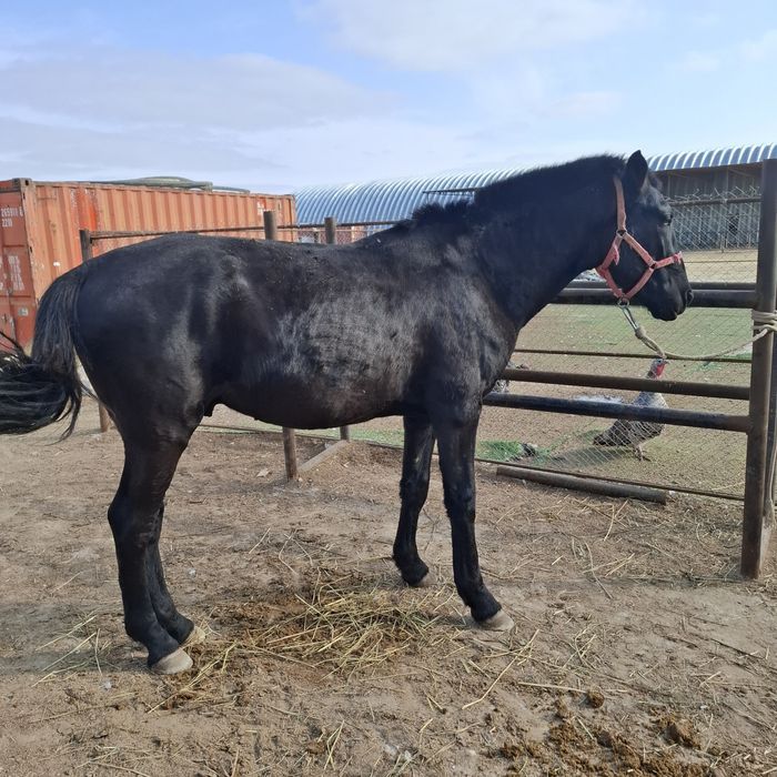 Продаётся кунан лошадь