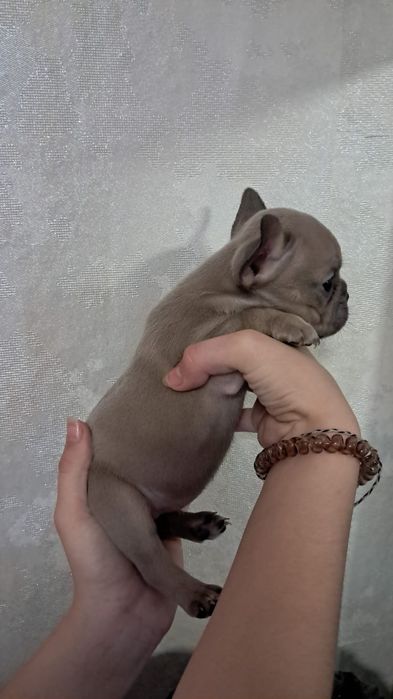 Французские бульдоги щенки