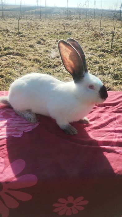 Iepuri Uriaș de Transilvania