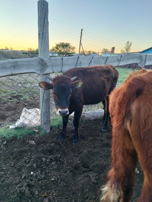 Продаются тёлки.