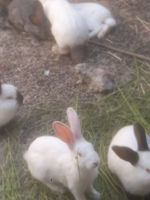 Куёнлар сотилади