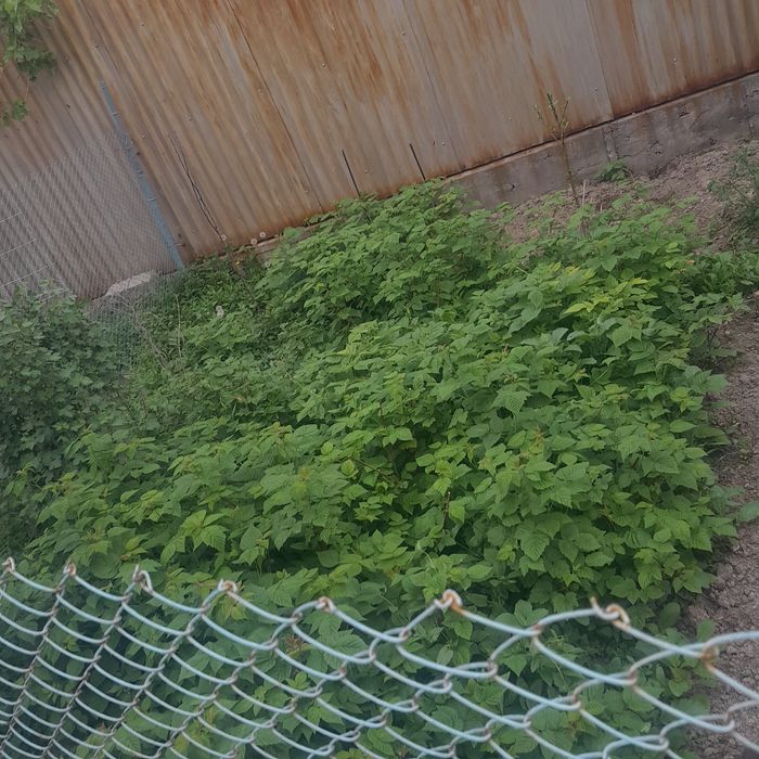 Продам малины. Свежие  с огорода