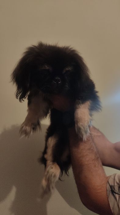 Щенки пекинес на продажу