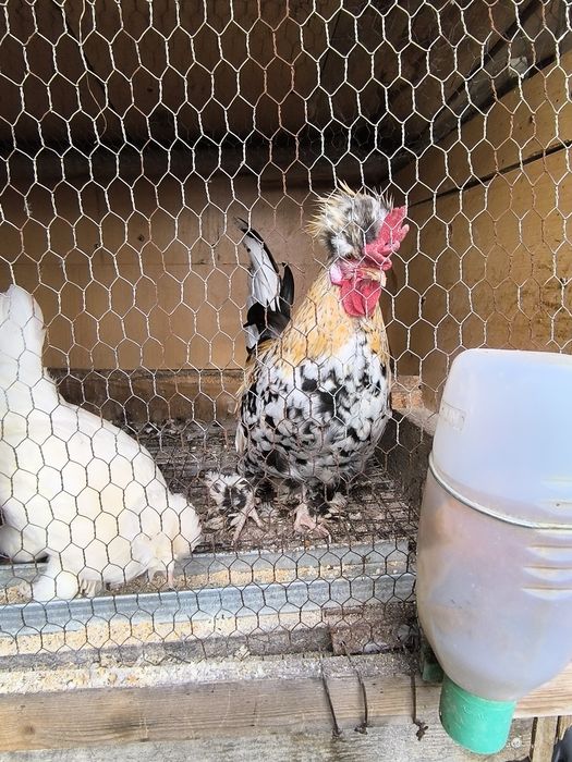 Джинки различни породи