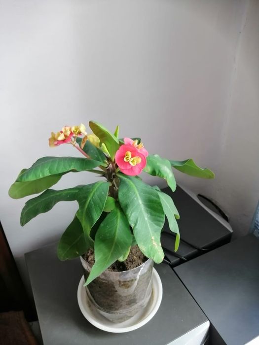 Продам комнатные цветы