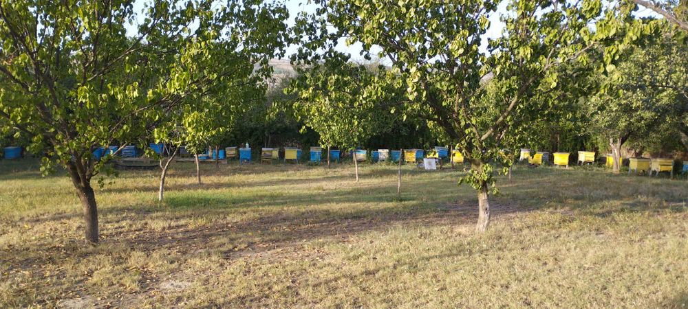 Продавам кошери дадан блат 10 и 12 рамкови