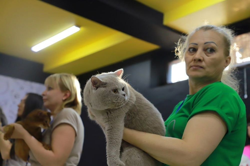 Продается Британец