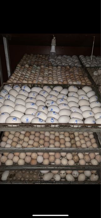 Инкубатор хизмати услуга инкубатора