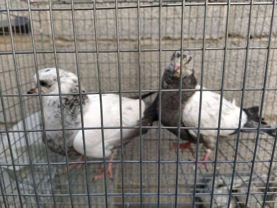 Пакистанцы пискуны