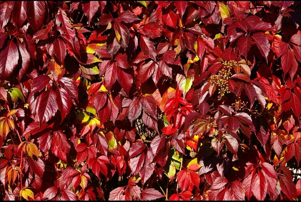 Manzarali gul Девичий виноград пятилисточковый