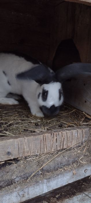 Vand urgent iepuri berbec german si fluture  german