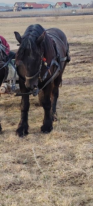 Mânz disponibil în mai face doi ani